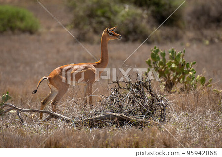 Gerenuk standing by dead tree in sunshine 95942068