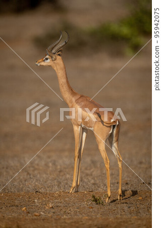 Gerenuk stands looking out over sunny savannah 95942075