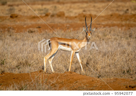 Grant gazelle stands on bank watching camera Grant gazelle stands on bank watching camera 95942077