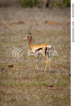 Grant gazelle stands turning head in savannah Grant gazelle stands turning head in savannah 95942080