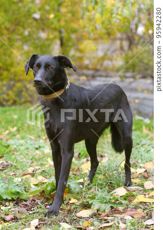 black dog full body photo on green grass background black dog full body photo on green grass background 95942280