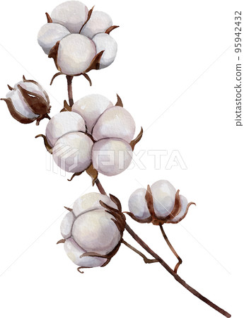 水彩 - 棉花 水彩 - 棉花 95942432