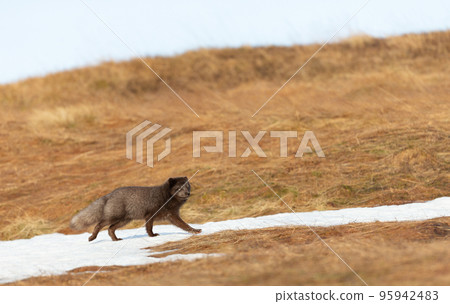 Close up of an Arctic fox walking in snow Close up of an Arctic fox walking in snow 95942483