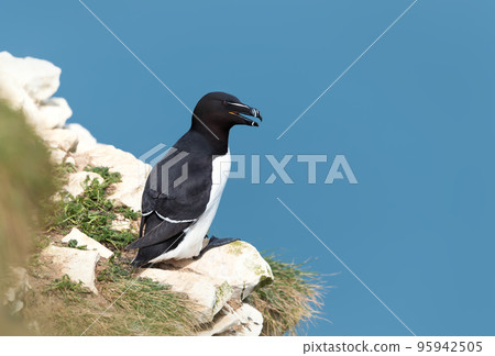 Close up of a Razorbill against clear blue background 95942505