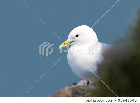 Close up of a Kittiwake on a cliff edge Close up of a Kittiwake on a cliff edge 95942506