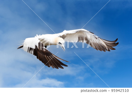Close up of a Northern gannet in flight against blue sky Close up of a Northern gannet in flight against blue sky 95942510