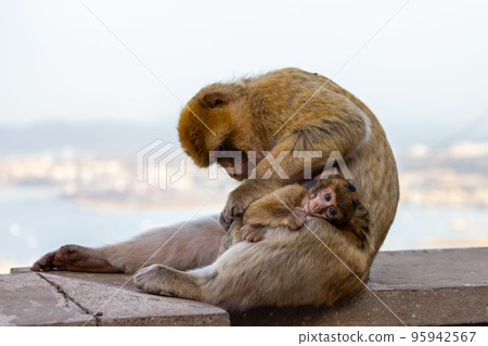 Mother and Baby Monkey, Barbary macaque at Rock of Gibraltar, UK 95942567