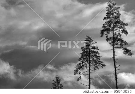 Black and white three pine trees agains heavy sky. Black and white three pine trees agains heavy sky. 95943085