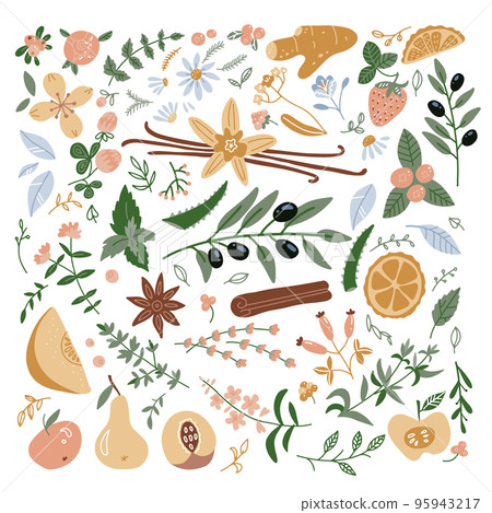 Medicinal herbs and their flowers, plants icons collection, flat illustrations isolated on white background. Chamomile, Lavender, Ginger, Aloe Vera, Fireweed and various fruits - botanical drawings. 95943217