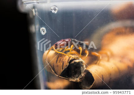 Scolopendra subspinipes japonica. exotic poisonous animal for insect lovers 95943771