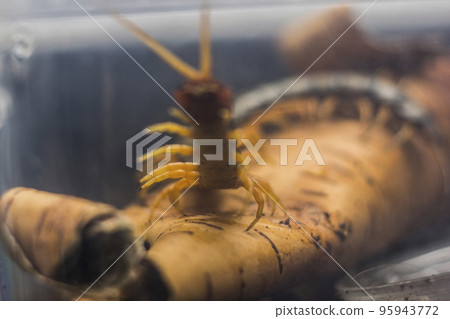 Scolopendra subspinipes japonica. exotic poisonous animal for insect lovers Scolopendra subspinipes japonica. exotic poisonous animal for insect lovers 95943772