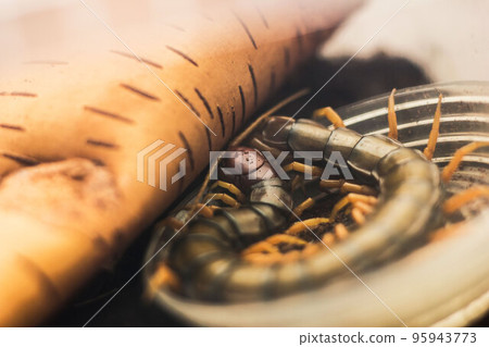 Scolopendra subspinipes japonica. exotic poisonous animal for insect lovers Scolopendra subspinipes japonica. exotic poisonous animal for insect lovers 95943773