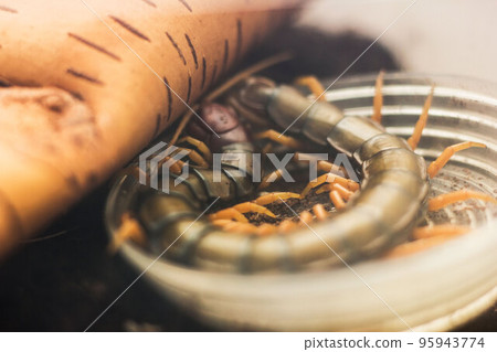 Scolopendra subspinipes japonica. exotic poisonous animal for insect lovers Scolopendra subspinipes japonica. exotic poisonous animal for insect lovers 95943774