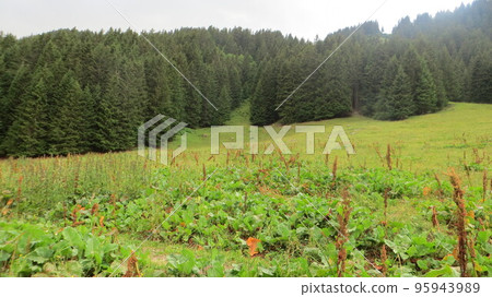 Brown flowers and green leaves on the slope of the Mont Blanc mountains in front of a forest of trees Brown flowers and green leaves on the slope of the Mont Blanc mountains in front of a forest of trees 95943989