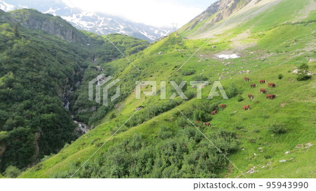 Cows graze in a meadow up a steep slope in the Mont Blanc Mountains at the bottom of which flows a river Cows graze in a meadow up a steep slope in the Mont Blanc Mountains at the bottom of which flows a river 95943990