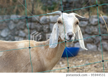 Goat animal in a park posing closeup 95944531