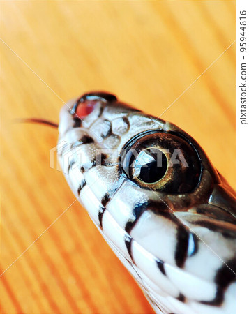 Ptyas mucosa, oriental ratsnake, Indian rat snake, darash or dhaman Ptyas mucosa, oriental ratsnake, Indian rat snake, darash or dhaman 95944816