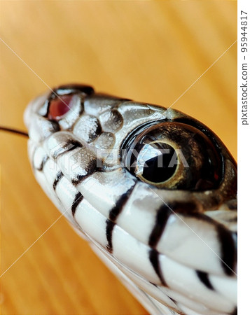 Ptyas mucosa, oriental ratsnake, Indian rat snake, darash or dhaman 95944817