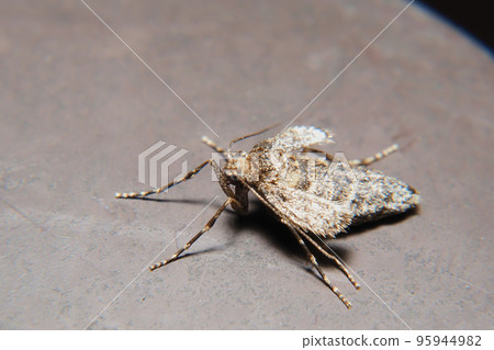 A type of fuyushaku (female) A type of fuyushaku (female) 95944982