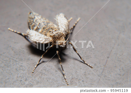 A type of fuyushaku (female) 95945119