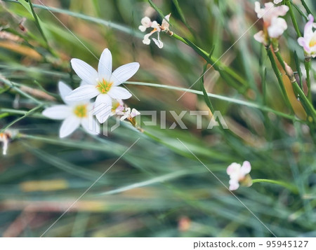  White flower 95945127