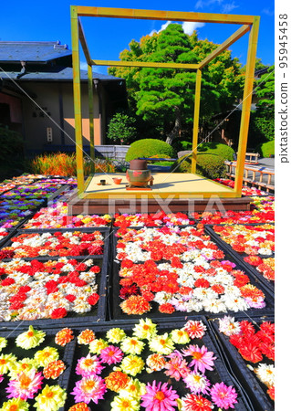 [Shimane] Ikeizumi tenjiku peony (100,000 dahlias) in Yushien in fine weather 95945458
