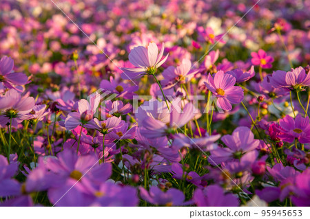 大波斯菊的田野 - 靜岡縣濱名湖花園公園 大波斯菊的田野 - 靜岡縣濱名湖花園公園 95945653