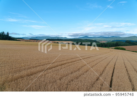 北海道 2019 富良野和美瑛 令人驚嘆的夏日風景 95945748