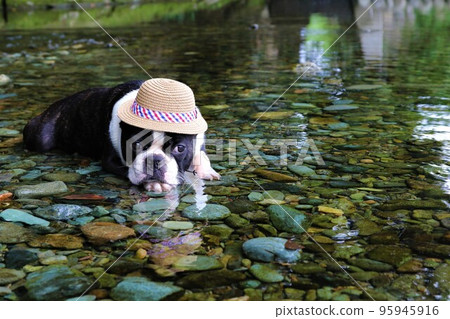 A Boston terrier with a straw hat staring cutely at the shallow waters of the Tokigawa River in Tokigawa town ♡Mighty-kun♡ 95945916