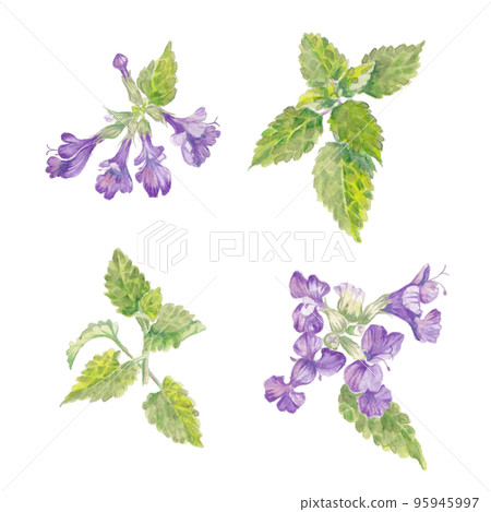Catmint watercolor illustration 95945997