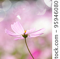 Cosmos stretching toward the sky floating in the bokeh 95946080