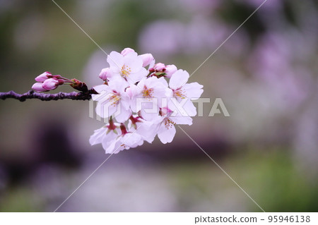Cherry blossoms blooming in the light of spring Cherry blossoms blooming in the light of spring 95946138