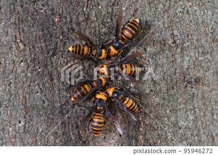 Creatures, insects, hornets, oak trees, what kind of consultation? The buttocks are yellow and the second black line on the belly is thin 95946272