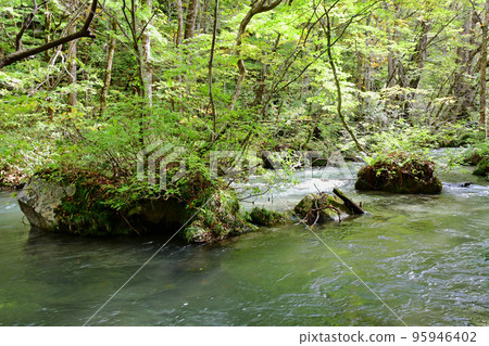 青森縣十和田市 奧入瀨峽谷 飛美金流 青森縣十和田市 奧入瀨峽谷 飛美金流 95946402