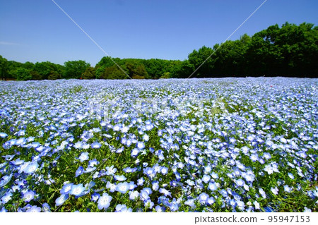 Nemophila at the National Musashi Hills Forest Park Nemophila at the National Musashi Hills Forest Park 95947153