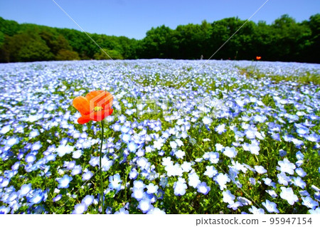 Nemophila and long poppy in Musashi Kyuryo National Government Park Nemophila and long poppy in Musashi Kyuryo National Government Park 95947154