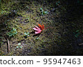 A maple that fell on a mossy rock 95947463