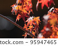 Red autumn leaves that are transparent to the light 95947465