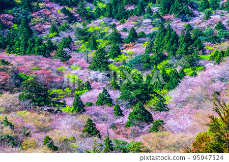Mountain cherry blossoms and new recordings from Taiko Rock in Yakushima National Park (Spring) 95947524
