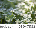 Morning dew clover 95947582