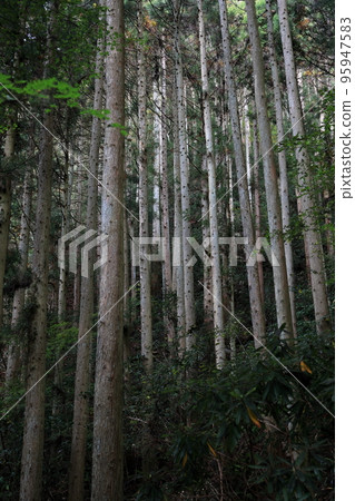 雪松森林 95947583