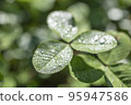 Three-leaf clover with morning dew 95947586