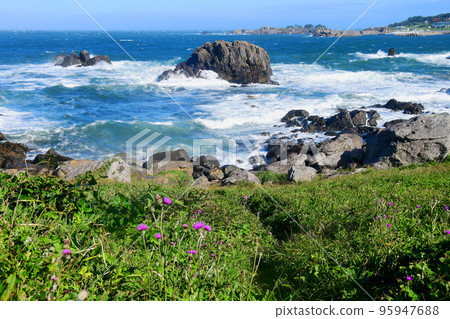 Michinoku Sea Breeze Trail: Green thistles blooming on the natural grass of Tanesashi Coast and rocky reefs Michinoku Sea Breeze Trail: Green thistles blooming on the natural grass of Tanesashi Coast and rocky reefs 95947688