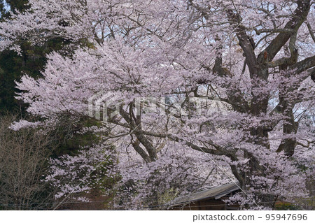 新田櫻花樹估計有 500 年樹齡 95947696