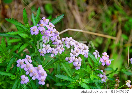 Michinoku Sea Breeze Trail Tanesashi Coast Tamurasaki Blooms Michinoku Sea Breeze Trail Tanesashi Coast Tamurasaki Blooms 95947697