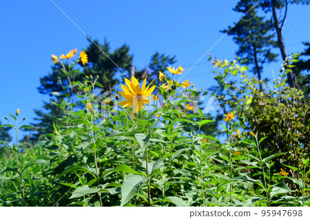 一種在種差海岸傳播的特殊外來植物，Lambertia japonicum 95947698