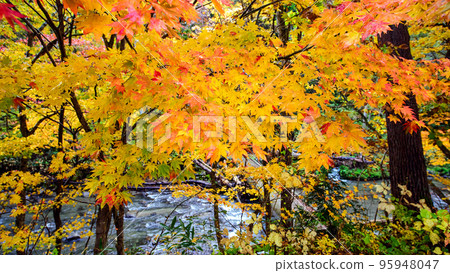 秋田縣戶田瀑布，被雨淋濕的楓葉秋葉 95948047