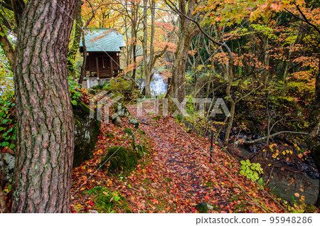 落葉被雨淋濕到 Futomedome 瀑布神社秋田縣和野市 落葉被雨淋濕到 Futomedome 瀑布神社秋田縣和野市 95948286