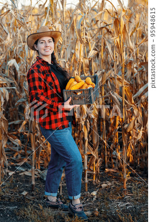 woman farmer with box of dry corn on plantation 95948615