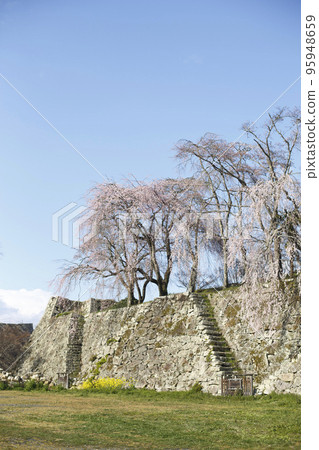 津山城本丸石牆和櫻花，藍天 95948659